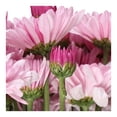 thumbnail image 2 of Bouquet Margarita con 10 tallos, 2 of 4