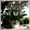 Hosta-D, variant on Perennial Butterfly Flower Hostas— Low-Maintenance-Spotted Hostas — An Ideal Choice(Non-Artificial)— Perennial Garden Favorites-10 color options