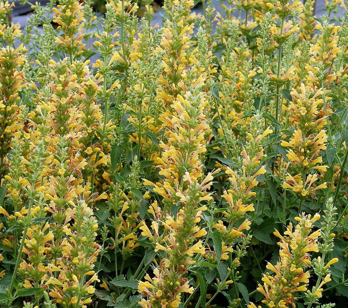 Yellow Kudos Hummingbird Mint Agastache Anise Hyssop Hardy