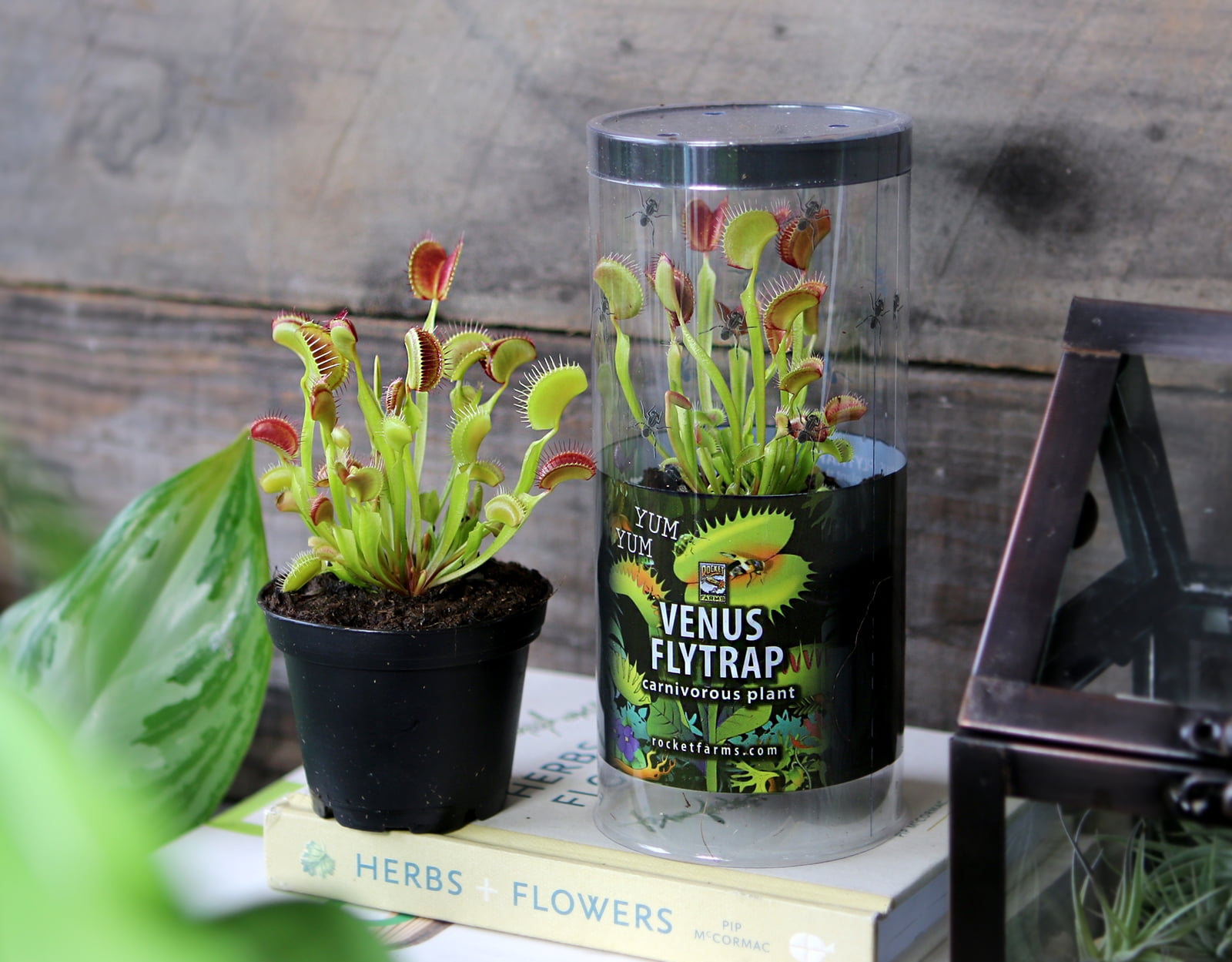 Indoor Venus Fly Traps - A Commercial Cannabis Grower's Take :  r/SavageGarden