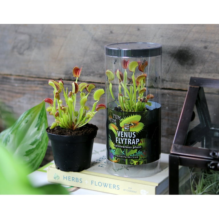 Rocket Farms Venus Flytrap 3 Carnivorous Indoor Live Plant 1pk Walmart