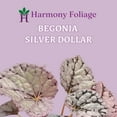 thumbnail image 2 of Silver Dollar Begonia Rex, 4 inch Painted-Leaf Begonia, Variegated, 2 of 8