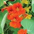 thumbnail image 4 of Burpee Fordhook Favorites 1 Nasturtium Flower Seed, 4 of 6