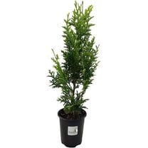 Thuja Green Giant Arborvitae Tree, Lot of 12, Quart Pot