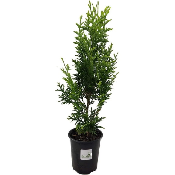 Thuja Evergreen Shrub, Green Giant Arborvitae, Quart Pot
