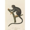 thumbnail image 3 of Jean-Baptiste Audebert 17x24 Black Modern Framed Museum Art Print Titled - Le Tamarin (1797), 3 of 5
