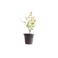 thumbnail image 3 of Domestic Nandina Plant Live, Heavenly Bamboo Shrub, Outdoor Planting in 2.5 Inch Pot, 3 of 5