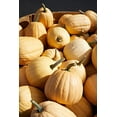 thumbnail image 4 of TomorrowSeeds - Dickinson Pumpkin (Kentucky Field) Seeds - 60+ Count - For 2026 Planting Patch, 4 of 9