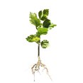 thumbnail image 3 of Rose Of Sharon Hibiscus Organic Live Plant w/ Roots Transplant Starter Bush HIBISCUS-6" Tall 3PK, 3 of 9