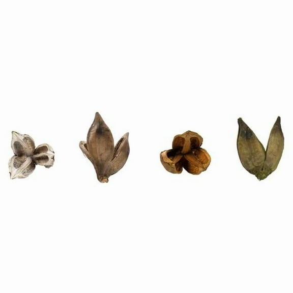Vickerman 3-4" Assorted Sora Pod, Bulk Assorted Colors case of 25 pieces/pk Dried