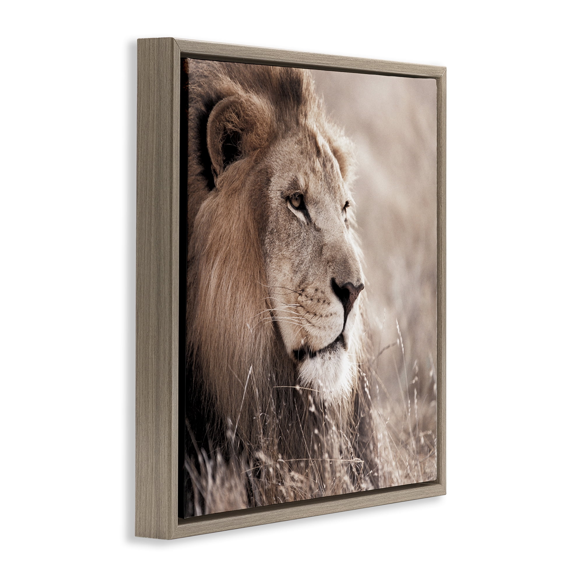 Stupell Industries Strong Gazing Lion Animals & Insects Photography Brown Floater Framed Canvas Art Print Wall Art, 18 x 18