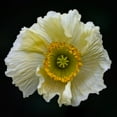 thumbnail image 2 of Gronkjar, Lotte 20x20 White Modern Wood Framed Museum Art Print Titled - Icelandic Poppy, 2 of 4