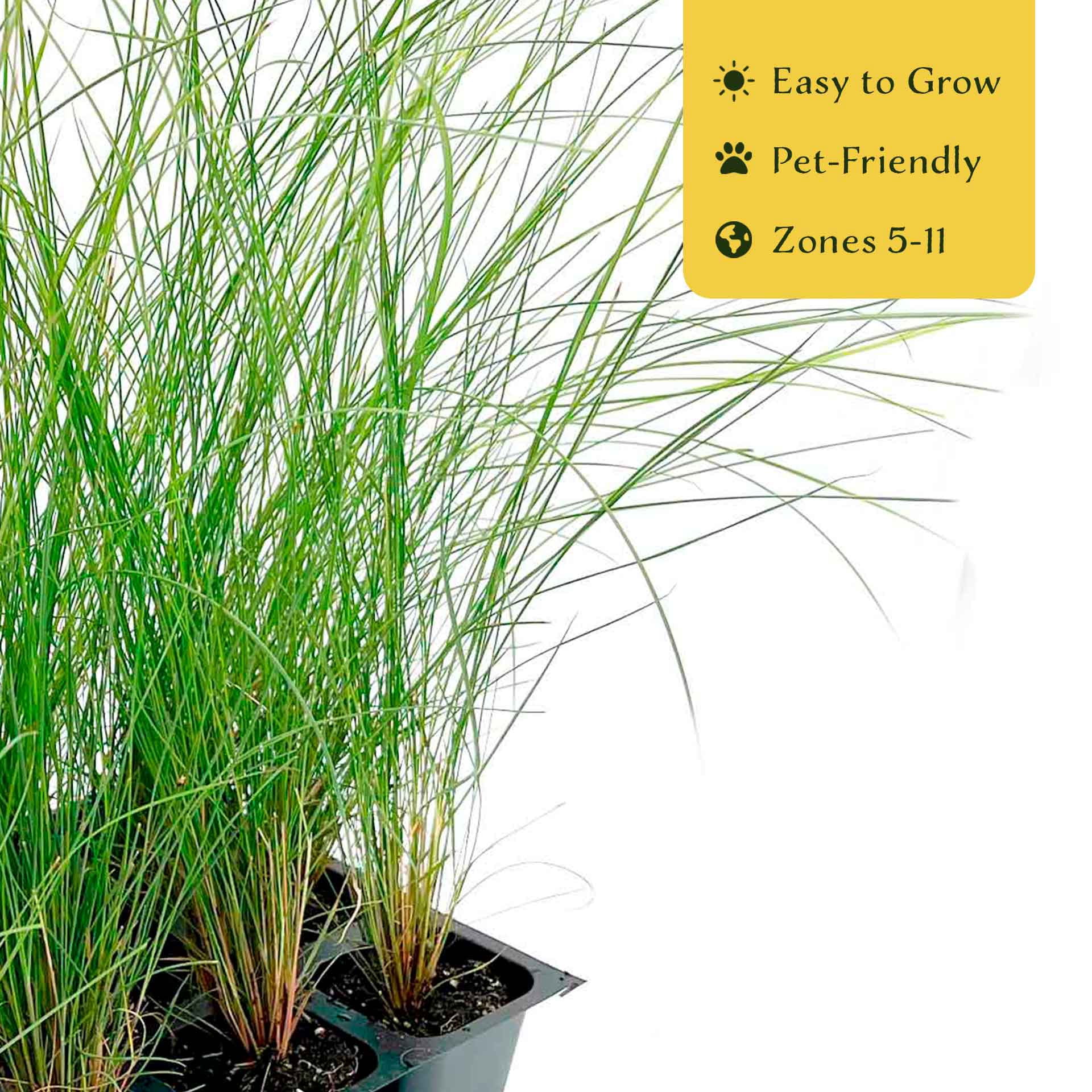 6 Pink Muhly Grass – Ornamental Perennial Grass with Cotton-Candy Pink Plumes for Borders & Mass Planting (Muhlenbergia capillaris) in 2.5″ Cubes, Live Plants