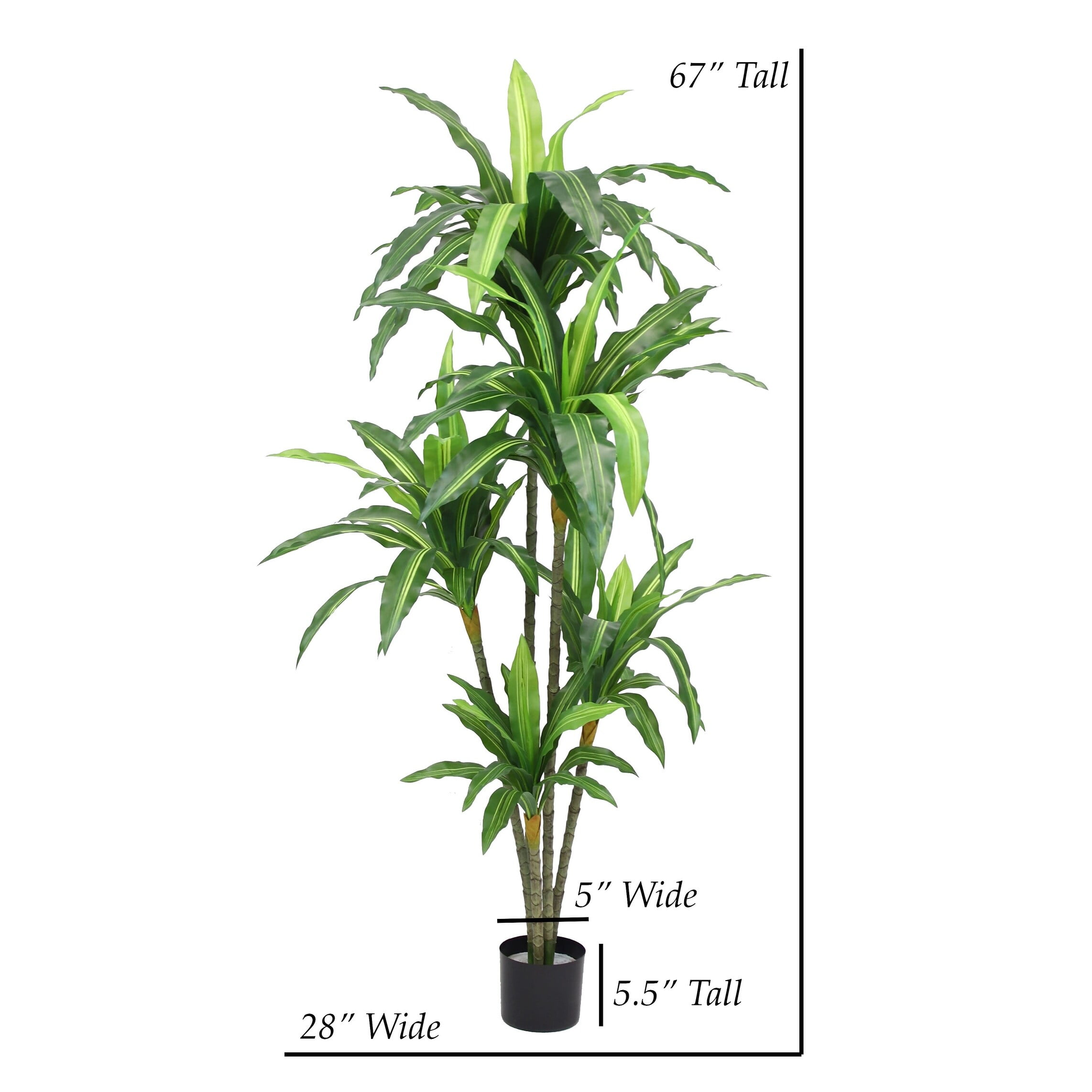 The Mod Greenhouse 67" Artificial Variegated Dracaena Plant in Black Matte Planter's Pot