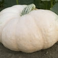 thumbnail image 1 of Organic Amish Pie Winter Squash Seeds - 5 Lb Bulk ~14000 Seeds - Non-GMO, Certified Organic, Heirloom - Vegetable Garden - Cucurbita maxima, 1 of 1