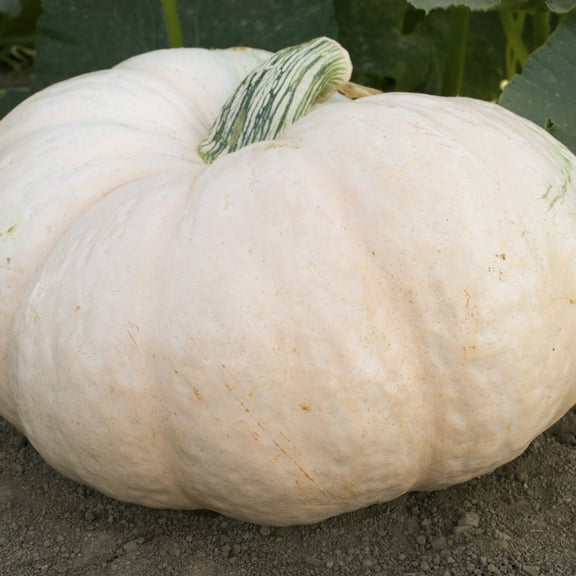 Organic Amish Pie Winter Squash Seeds - 4 g Packet ~25 Seeds - Non-GMO, Certified Organic, Heirloom - Vegetable Garden - Cucurbita maxima