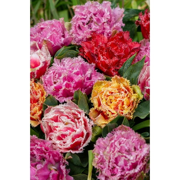 TASC Tulip Flower Bulbs-Tulip Fringed Double Assorted (20 Bulbs)