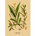 thumbnail image 1 of Póster de ilustración botánica, carteles de Papel Kraft de hojas de plantas y flores, decoración Vintage para el hogar, habitación, Bar, cafetería, arte estético, pintura de pared, 1 of 4