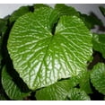 thumbnail image 2 of Wasabi - Japanese Horseradish - Grow Indoors/Out - Rare Vegetable - Quart Pot, 2 of 4