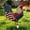 Multicolor, variant on Fmbmuo Independence Day Painted Rooster Figurine Outdoor Garden Yard Stake Rural Style Animal Decoration 9.8"x7.9"
