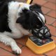 thumbnail image 4 of Adjustables Anti-eating, Anti-licking And Anti-biting Dog Muzzle Breathable Hollow Basket Muzzles For Dog, 4 of 5