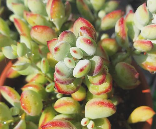 Cotyledon pendens Succulent Live Plants RARE, Mini Succulent Rooted in 2” Planter