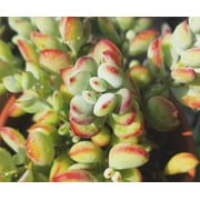 Cotyledon pendens Succulent Live Plants RARE, Mini Succulent Rooted in 2” Planter