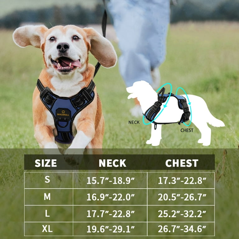 Dog Harnesses & Leashes, Cute Dog Gear