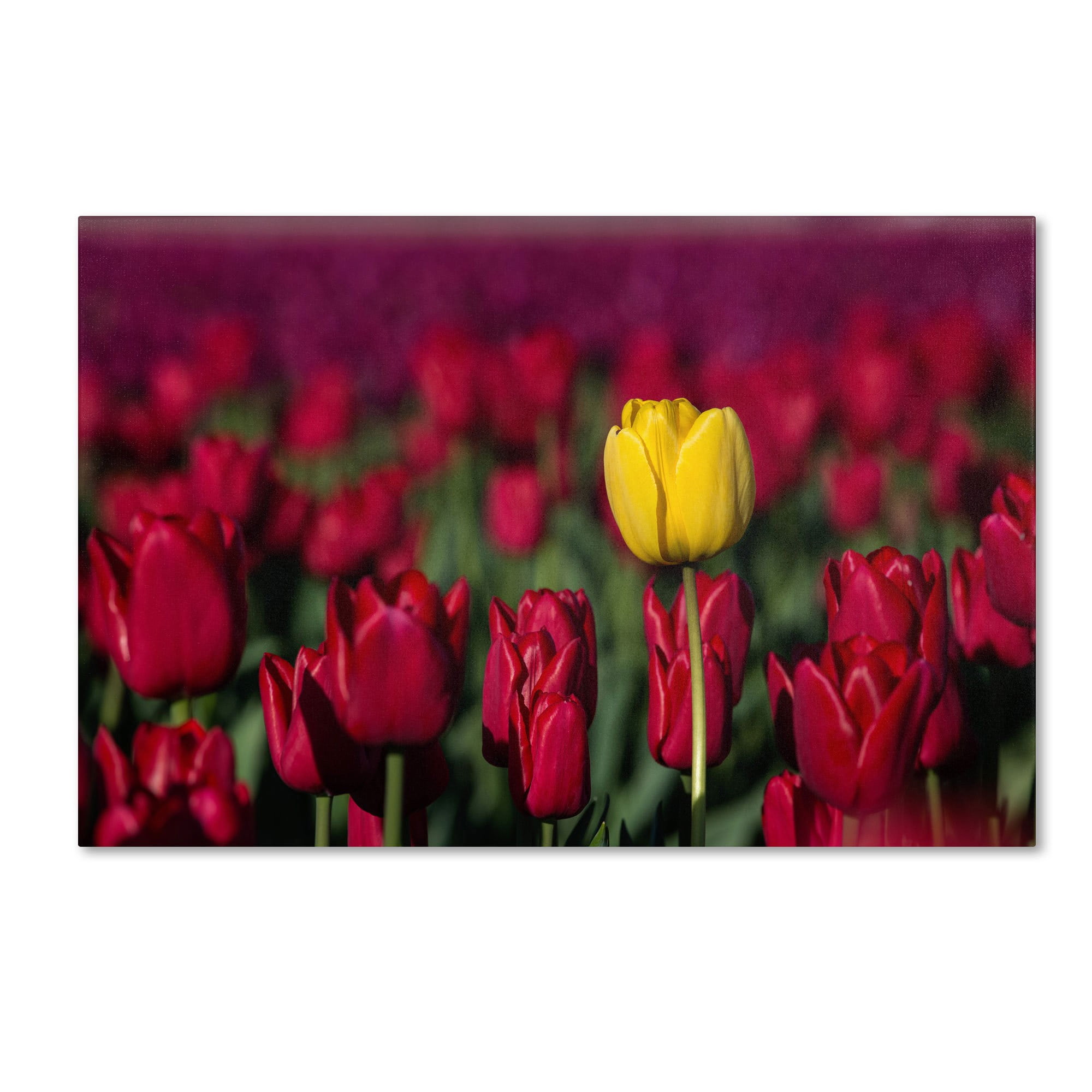 Trademark Fine Art "Yellow Tulip" Canvas Art by Pierre Leclerc