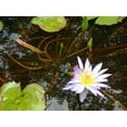 thumbnail image 2 of Dana Underdahl 24x19 Gallery Wrapped Canvas Wall Art Titled - Violet Water Lily III, 2 of 4