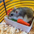 thumbnail image 3 of Lishi Small Animal Rabbit Chew Toy Set for Guinea Pig Hamster Chinchilla Gerbil - 4 Pieces, 3 of 4