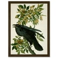 thumbnail image 1 of Painting Nature Animal Bird Audubon A4 Artwork Framed Wall Art Print, 1 of 4