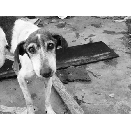 LAMINATED POSTER Abandoned Sad Stray Dog Man's Best Friend Look Dog Poster Print 24 x (Best Lightbox For Sad)