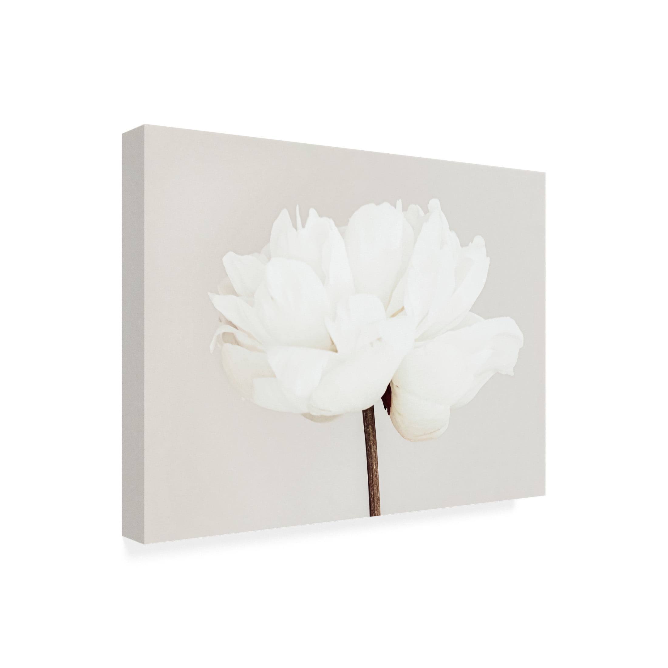 Pictufy Studio III 'Peony 11' Canvas Art - 24 x 18 Inches