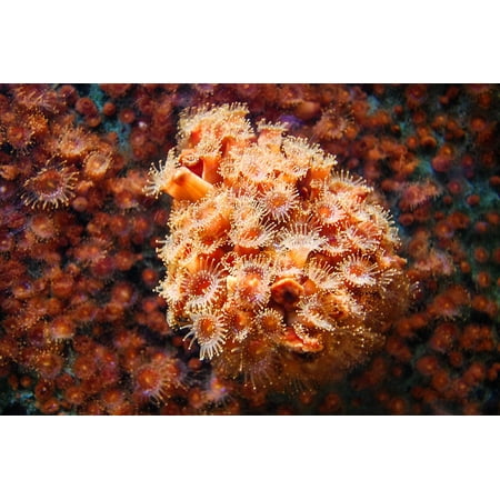 canvas print water aquarium sea ocean reef anemone stretched canvas 10 x