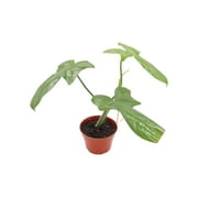 Philodendron Bipennifolium Aurea - 4" pot from California Tropicals