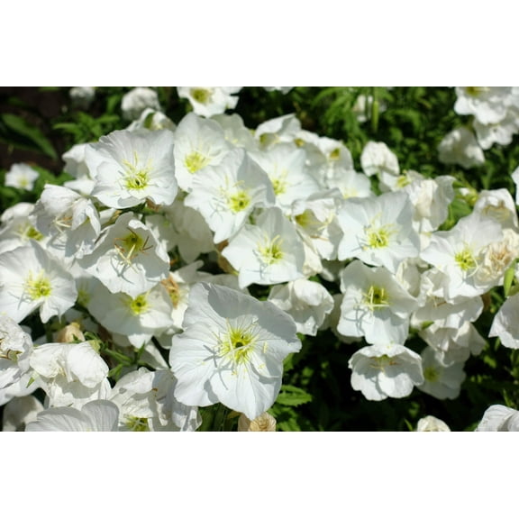 250 WHITE Pale EVENING PRIMROSE (White Buttercup / Sundrops) Oenothera Pallida Flower Seeds
