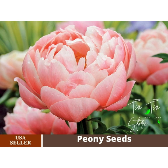 10  Rare Seeds| Coral Charm Peony Seeds #B011 [BUY 3 GET 1 FREE]