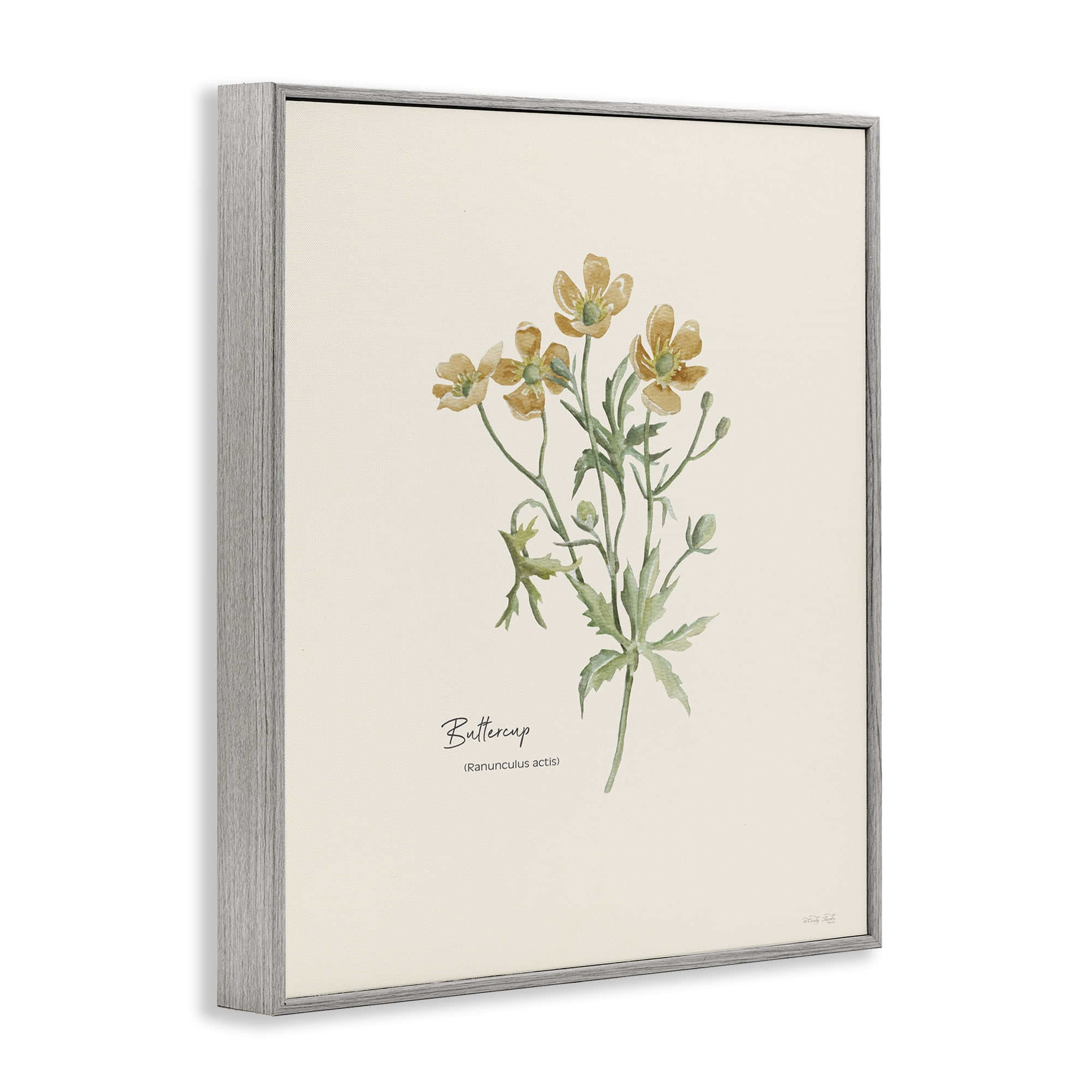 Stupell Industries Simple Buttercup Flowers Botanical & Floral Painting Gray Framed Art Print Wall Art, 24 x 30