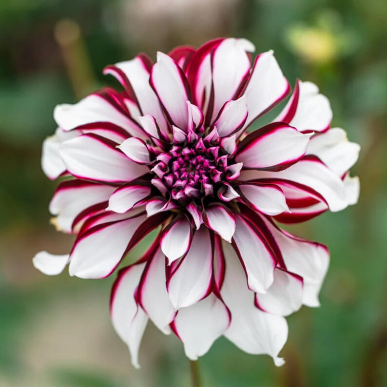 40 Dahlia Seeds Pack - Heirloom, Pollinator Friendly,, Mix for Garden Blooms