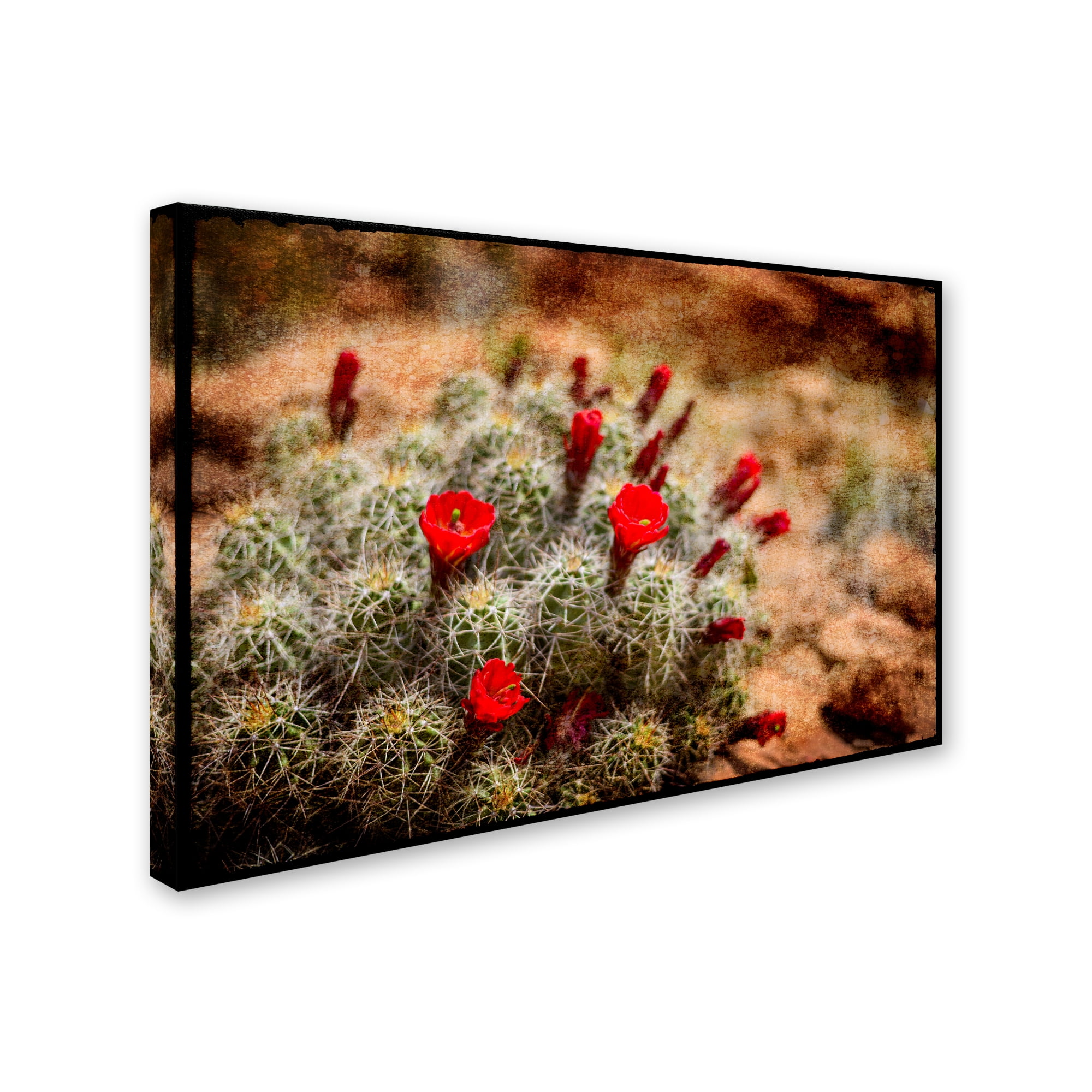 Trademark Fine Art 'Desert Flower 3' Canvas Art by LightBoxJournal