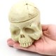 thumbnail image 4 of Soporte de cabeza de calavera de resina polivinílica para portavasos de tinta de pigmento de tatuaje de 7 agujeros Sincero Hogar, 4 of 4