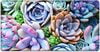 Colorful plants succulents