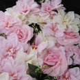 thumbnail image 4 of AMLESO Artificial Rose Flower Flower Backdrop Pink+White, 4 of 8