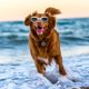 thumbnail image 5 of Gafas de sol para mascotas Labymos Plegables para Perros, 5 of 8