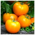 thumbnail image 3 of Everwilde Farms - 50 Goldie Heirloom Tomato Seeds - Gold Vault Seed Packet, 3 of 4
