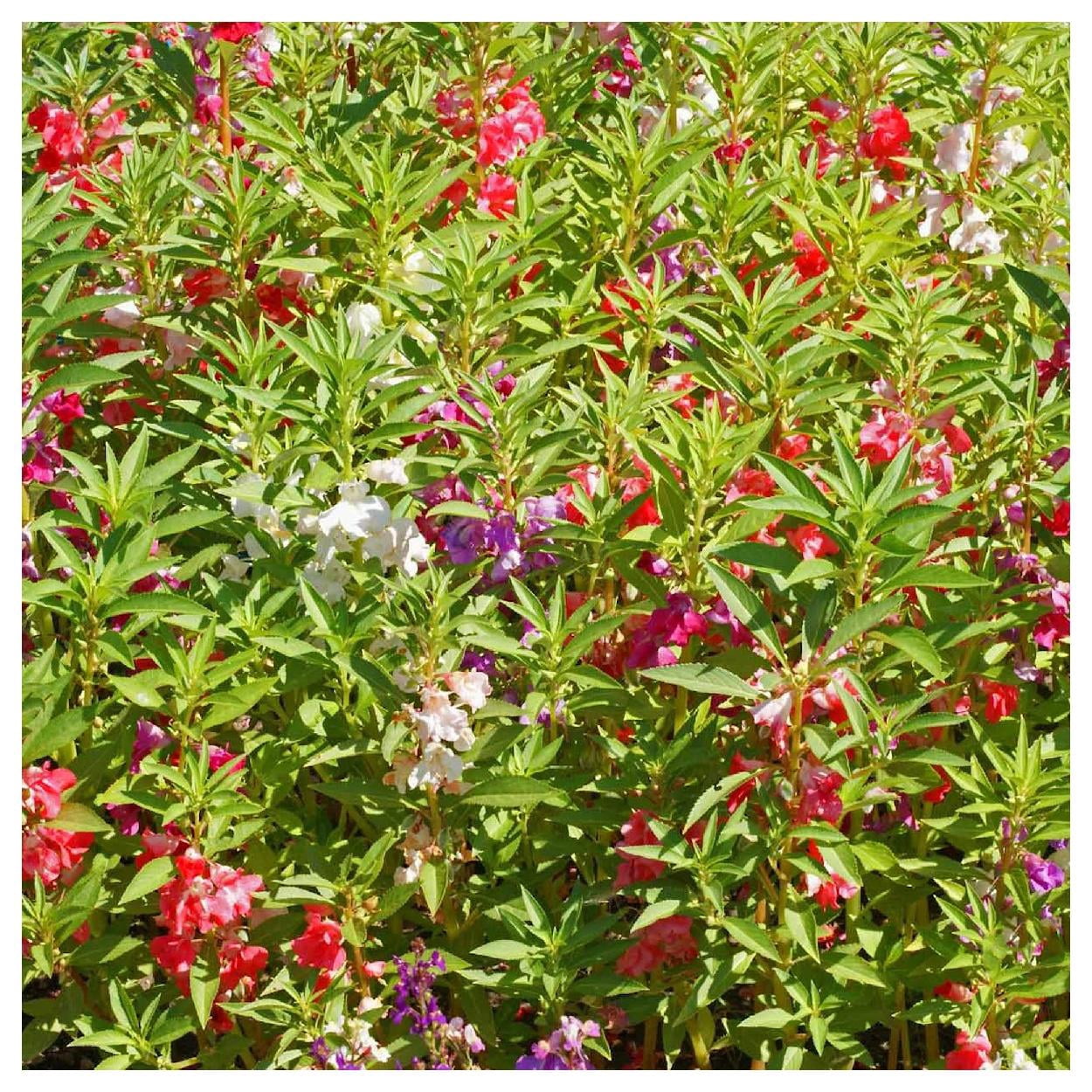 Everwilde Farms - 1 lb Camilia Flowered Mixed Balsam Garden Flower Seeds - Gold Vault Bulk Seed Packet