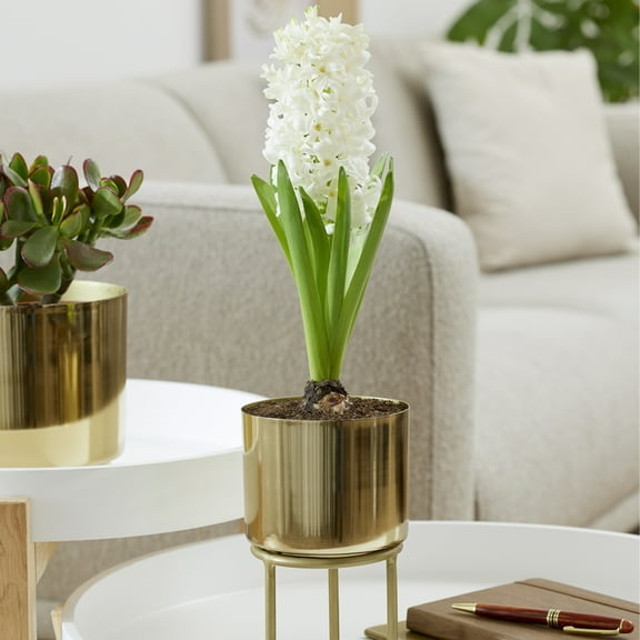 Van Zyverden Pre-Chilled Planted Hyacinth Carnegie with Iron Faux Brass Finish Planter Stand and 1 Bulb White Partial Sun Perennial Fragrant 2 lbs