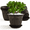 Black Gold, variant on FIASON 6 Pack 10 Inch Beige Embossed Plastic Plant Pots, Vine Pattern Flower Planters with Drainage Holes & Saucers, Indoor Outdoor Gardening Pots