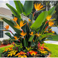 thumbnail image 4 of Set 2 Orange Bird of Paradise Plants Live for Planting, Tropical Strelitzia Reginae Bird of Paradise Plants for Indoor Outdoor 4 to 6 Inch Tall, 4 of 6